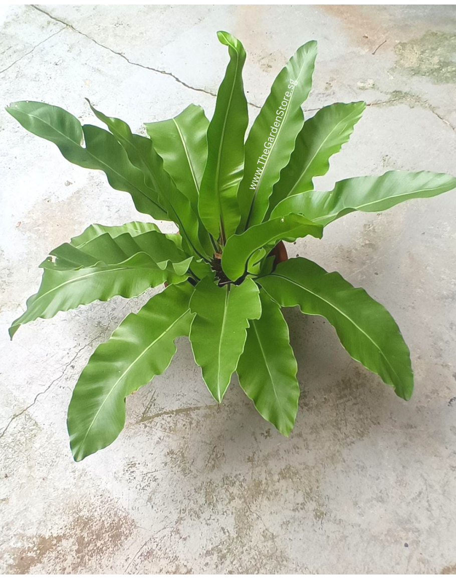 Asplenium Nidus Birds Nest Fern